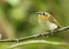 Ochre-Faced Tody-Flycatcher photo 5