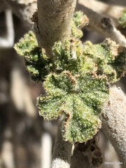 Malacothamnus orbiculatus