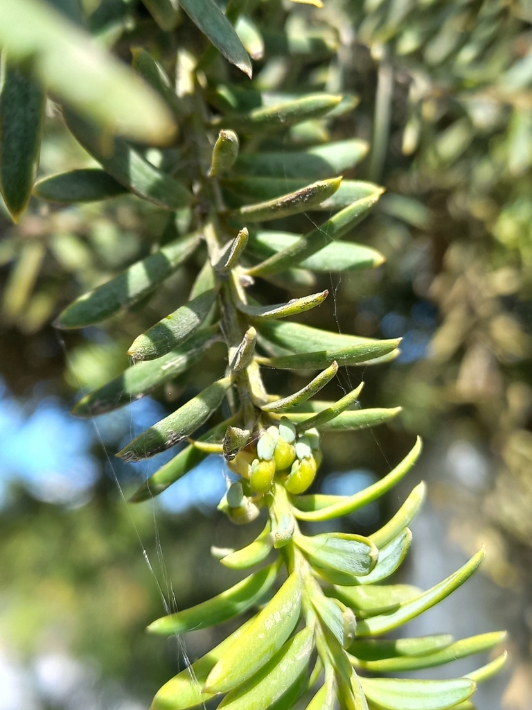 Tōtara from Halswell, Christchurch, New Zealand on November 13, 2023 at