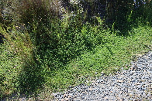 Image of Psoralea decumbens by (c) Tony Rebelo, some rights reserved (CC BY-SA)