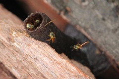 Tetragonisca fiebrigi