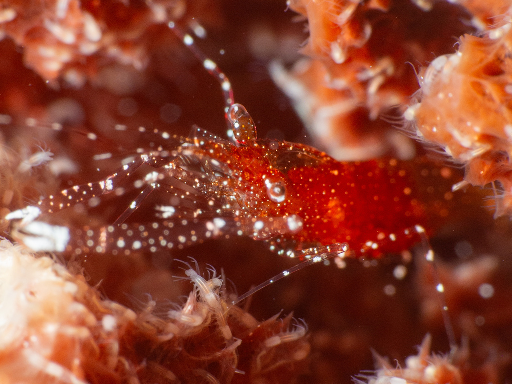 Bermuda shrimp
