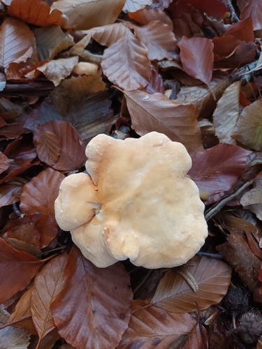 Hydnum repandum — no rights reserved