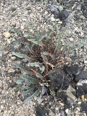 Astrolepis cochisensis