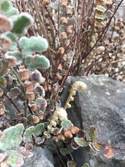 Astrolepis cochisensis