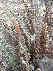 Astrolepis cochisensis