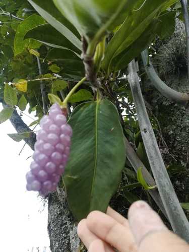 grape anthurium (Anthurium scandens)  iNaturalist