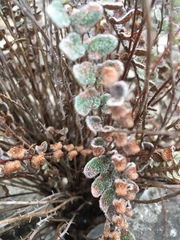 Astrolepis cochisensis