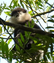 Semnopithecus vetulus