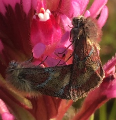 Schinia pulchripennis