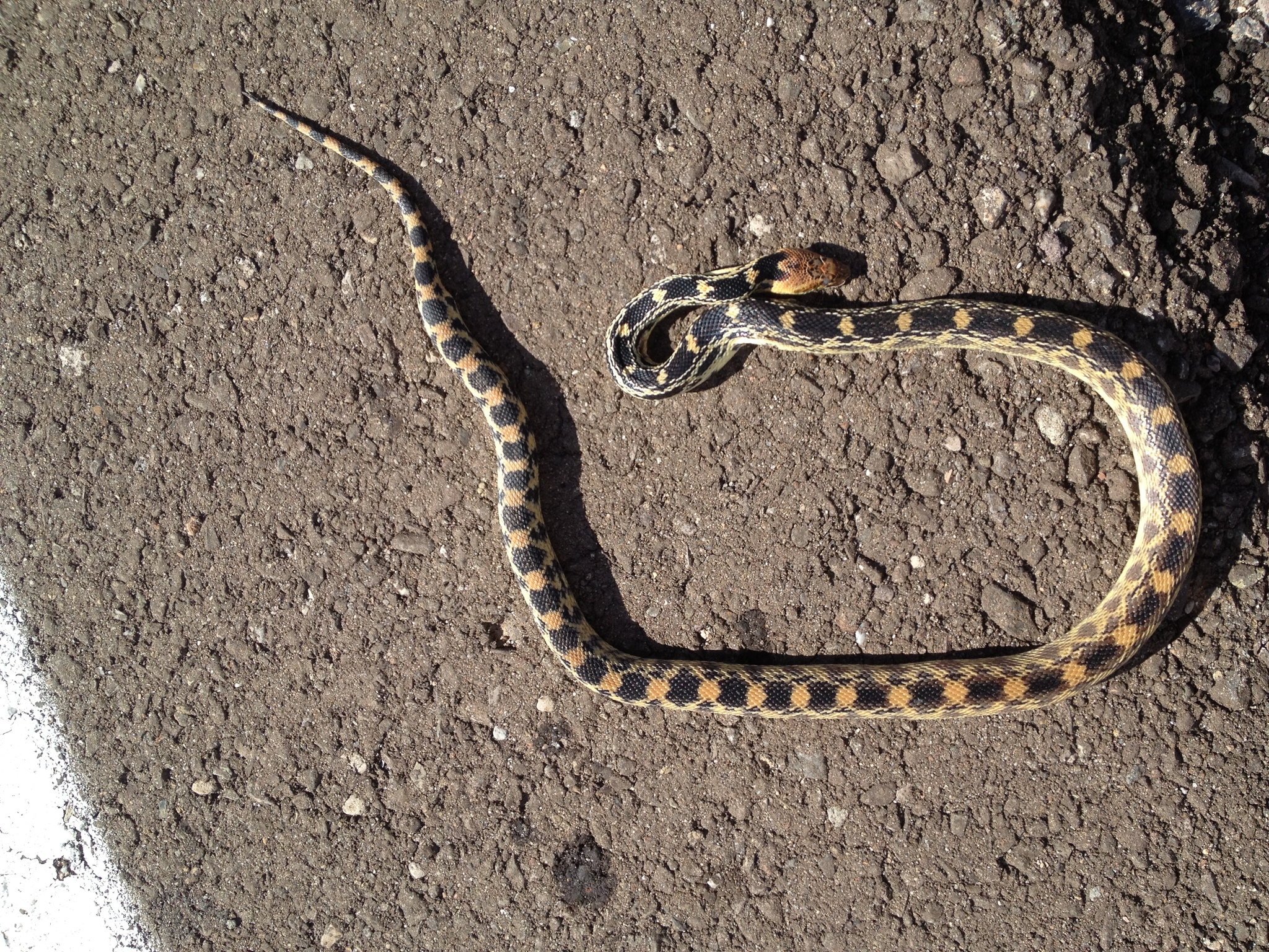 Cape Gopher Snake (Pituophis vertebralis) · iNaturalist