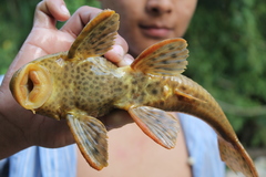Hypostomus