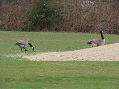 Branta canadensis