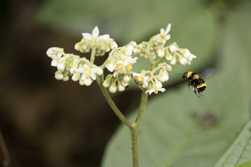 Photo of Amazonian Bumble Bee (Bombus transversalis)