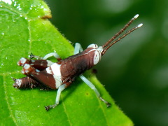 Ommatolampidinae