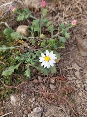 Aphanostephus ramosissimus