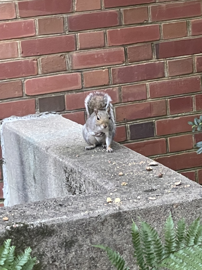 Eastern Gray Squirrel from NC State University, Raleigh, NC, US on ...