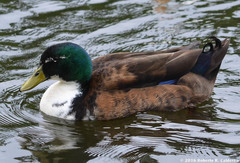 Anas platyrhynchos domesticus
