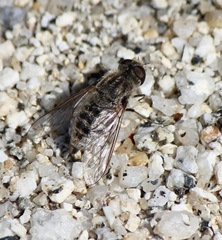 Aphoebantus desertus