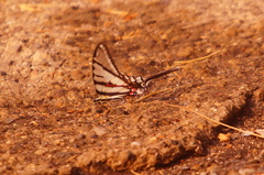 Protographium epidaus fenochionis