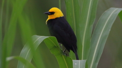 Yellow-Hooded Blackbird photo 5