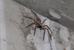 Selenops malinalxochitl