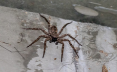 Selenops malinalxochitl