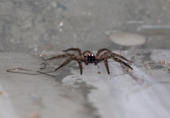 Selenops malinalxochitl