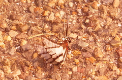 Protographium epidaus fenochionis