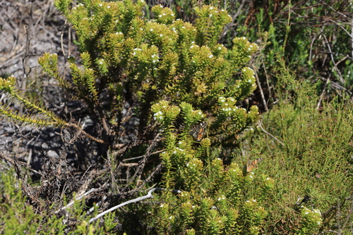 Image of Green Rootthug (Thesium viridifolium) by (c) Tony Rebelo, some rights reserved (CC BY-SA)