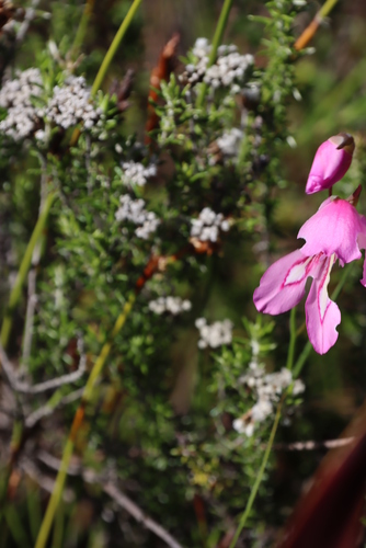 Image of Gladiolus ornatus by (c) Tony Rebelo, some rights reserved (CC BY-SA)