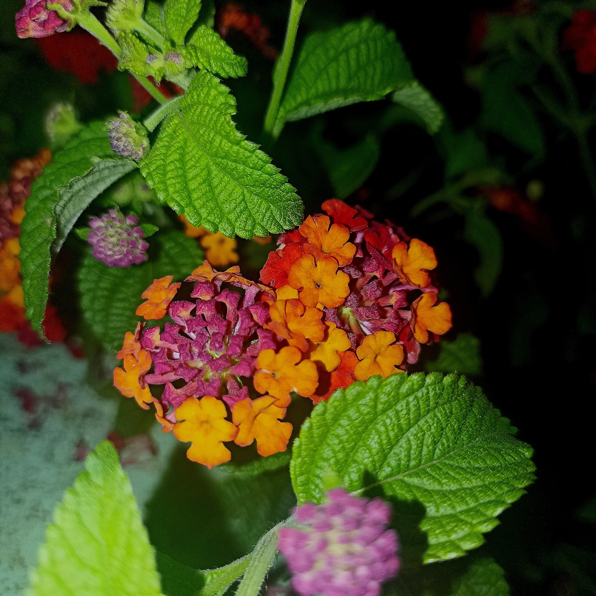 Lantana camara