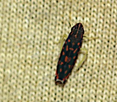Ladoffa rubriguttata