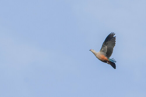 Red-knobbed Imperial Pigeon (Ducula rubricera), photo 7
