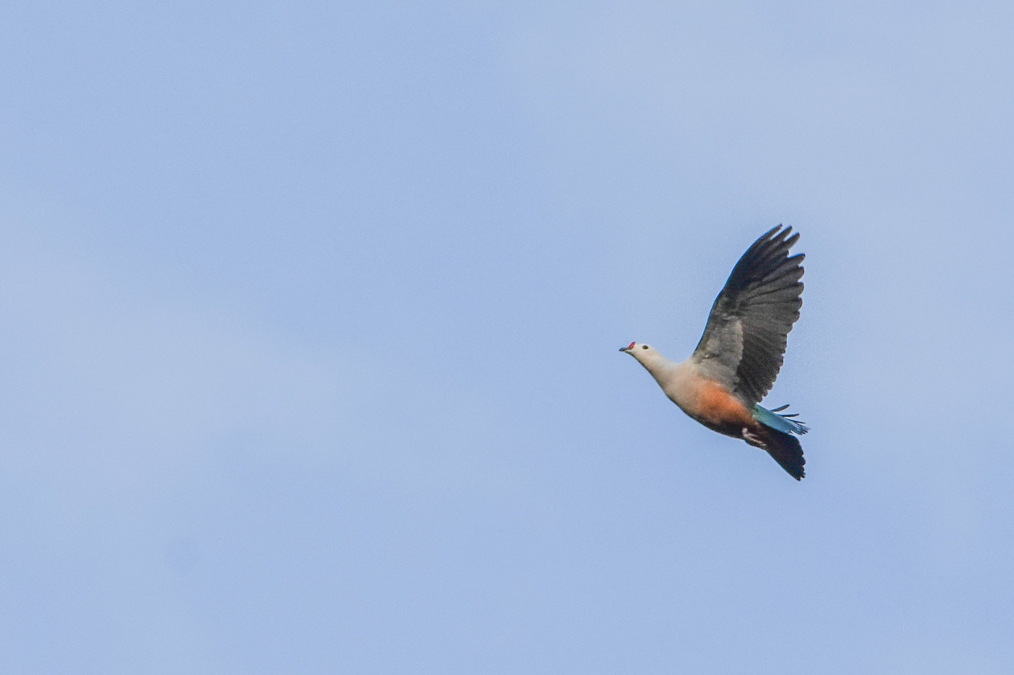 Red-knobbed Imperial Pigeon (Ducula rubricera), photo 8