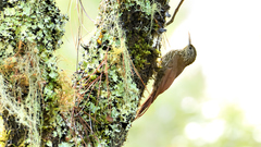 Lepidocolaptes affinis