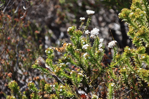 Image of Green Rootthug (Thesium viridifolium) by (c) Tony Rebelo, some rights reserved (CC BY-SA)