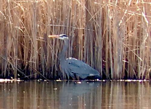 Great Blue Heron photographed in Colorado