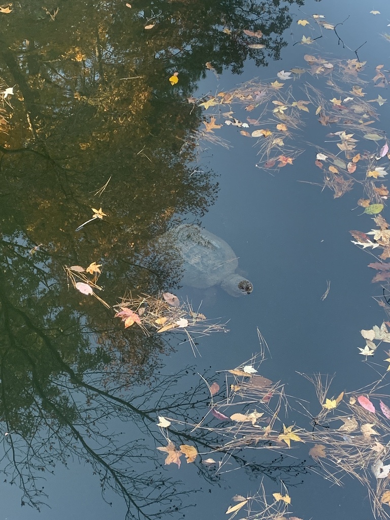 Common Snapping Turtle In November 2023 By Jeff Davis A Little Over A   Large 