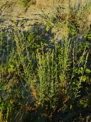 Artemisia lindleyana