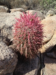 Ferocactus gracilis gracilis