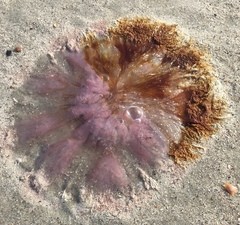 Cyanea versicolor