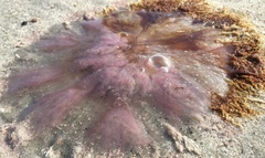 Cyanea versicolor