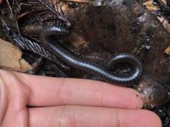 Paeromopodidae