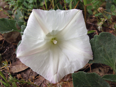 Calystegia subacaulis subacaulis