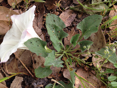 Calystegia subacaulis subacaulis
