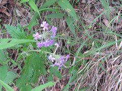 Glandularia canadensis