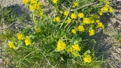 Lepidium flavum