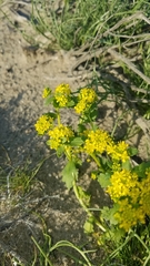 Lepidium flavum