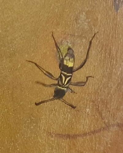 Neoclytus pusillus